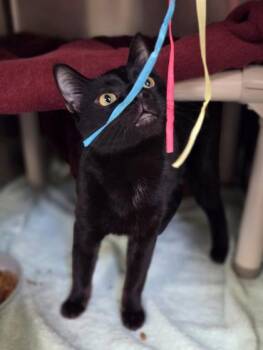 Domestic Short Hair Cats Available for Adoption in Westland, Michigan - Wybie | PetCurious