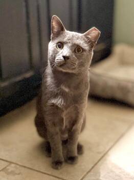 Graphite -  Domestic Short Hair Cat for Adoption in Augusta, Georgia - Graphite | PetCurious