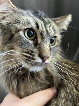 Domestic Medium Hair and Domestic Short Hair Cats Available for Adoption in Fort Worth, Texas - Pretzel | PetCurious
