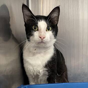 Rocky -  Domestic Short Hair Cat for Adoption in Port Charlotte, Florida - Rocky | PetCurious