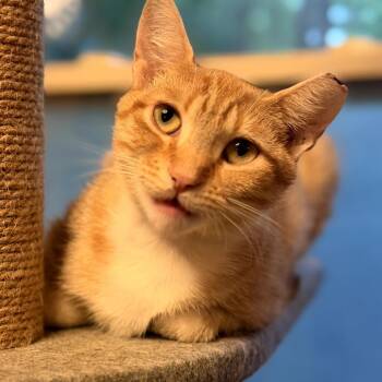 Poppie Anne -  American Shorthair Cat for Adoption in Helena, Alabama - Poppie Anne | PetCurious