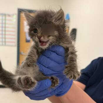 Yoko -  Domestic Short Hair Cat for Adoption in Philadelphia, Pennsylvania - Yoko | PetCurious