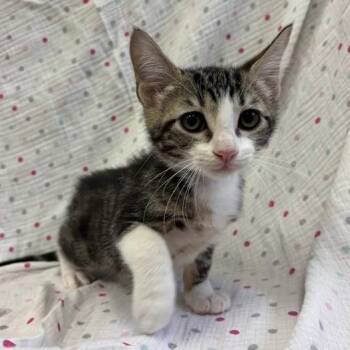 Nori -  Domestic Short Hair Cat for Adoption in Long Beach, California - Nori | PetCurious