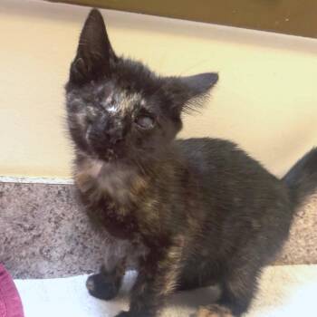 Olive Juice -  Domestic Short Hair Cat for Adoption in York, Pennsylvania - Olive Juice | PetCurious