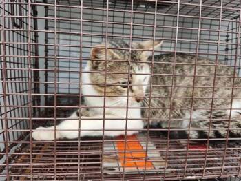 Domestic Short Hair Cats Available for Adoption in Houston, Texas - A654679 | PetCurious