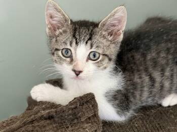 Gary—Ready to steal your heart and claim his favorite spot on yo -  Domestic Short Hair Cat for Adoption - Gary—Ready To Steal Your Heart And Claim His Favorite Spot On Yo | PetCurious