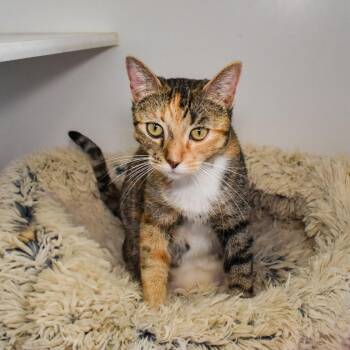 Gwendolyn -  Domestic Short Hair Cat for Adoption in Long Beach, California - Gwendolyn | PetCurious