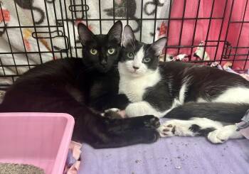 Domestic Short Hair Cats Available for Adoption - Athena (and Artemis - Bonded Pair) | PetCurious