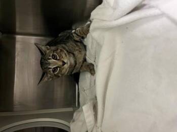 Domestic Short Hair Cats Available for Adoption - Moe | PetCurious