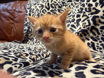 Rescue Domestic Short Hair Cats for Adoption in Buford, Georgia - Ciri | PetCurious