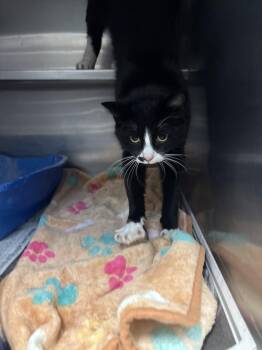 Domestic Short Hair Cats Available for Adoption in Ashland, Virginia - Bonita | PetCurious