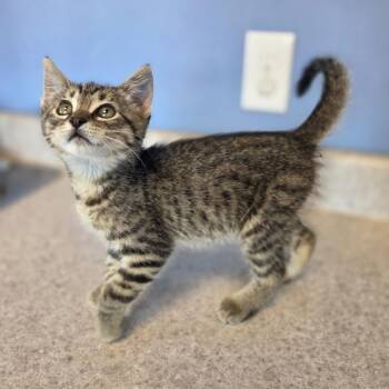 Bello -  Domestic Short Hair Cat for Adoption in Brookings, South Dakota - Bello | PetCurious