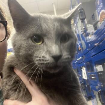 Domestic Medium Hair Cats Available for Adoption - Clint - 020606U | PetCurious