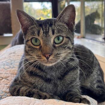 Rescue Domestic Short Hair Cats for Adoption in Mt. Juliet, Tennessee - Mama Pegasus | PetCurious