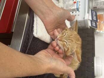 Cheddar -  Domestic Short Hair Cat for Adoption in Long Beach, California - Cheddar | PetCurious