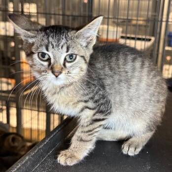 Rusti -  Domestic Short Hair Cat for Adoption in Saginaw, Michigan - Rusti | PetCurious