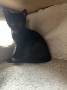 Irwin (must be adopted w/littermate) -  Domestic Short Hair Cat Available for Adoption in Neillsville, Wisconsin - Irwin (must Be Adopted W/littermate) | PetCurious