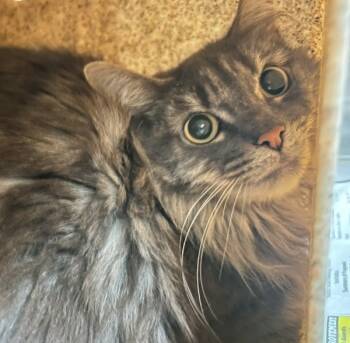 Rescue Domestic Long Hair Cats for Adoption in Roanoke, Virginia - Mila | PetCurious