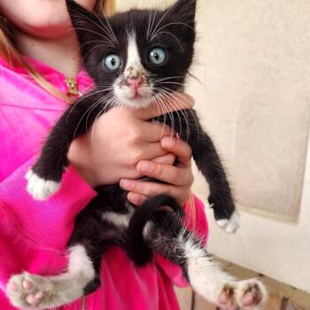 Hershey -  Domestic Short Hair Cat for Adoption in Grantsville, Utah - Hershey | PetCurious
