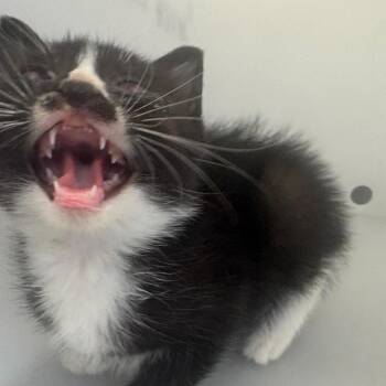 Domestic Short Hair Cats Available for Adoption in Columbus, Georgia - Charlie | PetCurious