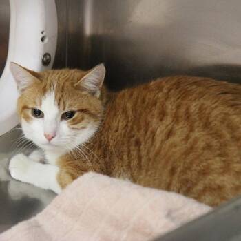 Domestic Short Hair Cats Available for Adoption - Clem | PetCurious