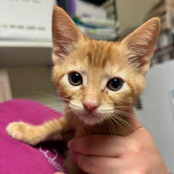 Peter -  Domestic Short Hair Cat for Adoption in Hendersonville, North Carolina - Peter | PetCurious