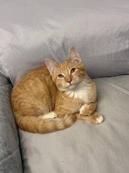 Firework -  Domestic Short Hair Cat for Adoption in Randolph, Massachusetts - Firework | PetCurious
