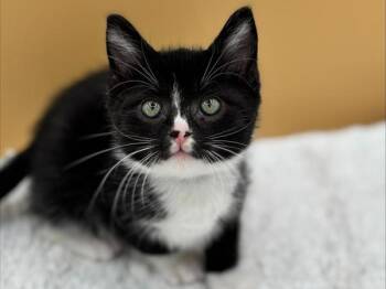 Ben -  Domestic Short Hair Cat for Adoption in Portland, Oregon - Ben | PetCurious