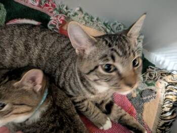 Bellatrix -  Domestic Short Hair Cat for Adoption in Plymouth, Connecticut - Bellatrix | PetCurious