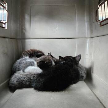 Domestic Medium Hair Cats Available for Adoption in Lake Jackson, Texas - Figaro | PetCurious