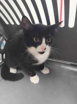 If-9 Buddy Jr -  Domestic Short Hair Cat for Adoption in Lawrenceville, Georgia - If-9 Buddy Jr | PetCurious