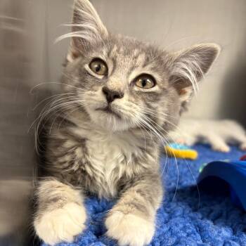 26-232 -  Domestic Long Hair Cat for Adoption in North Branford, Connecticut - 26-232 | PetCurious