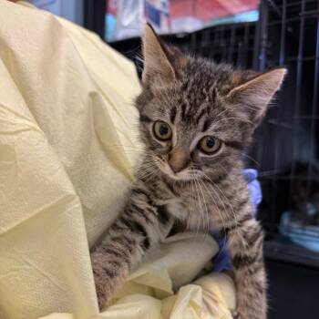 Angelista -  Domestic Short Hair Cat for Adoption in Salt Lake City, Utah - Angelista | PetCurious