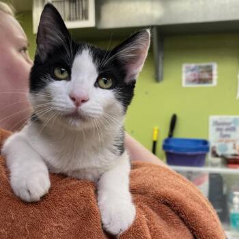 Jettison -  Domestic Short Hair Cat for Adoption in Springfield, Illinois - Jettison | PetCurious