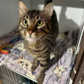 Artie -  Domestic Short Hair Cat for Adoption in St. Louis, Missouri - Artie | PetCurious