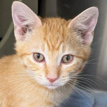 Mustard -  Domestic Short Hair Cat for Adoption in Jefferson, Wisconsin - Mustard | PetCurious