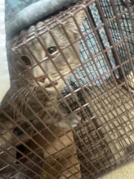 Sugarcane -  Domestic Short Hair Cat for Adoption in Farmers Branch, Texas - Sugarcane | PetCurious