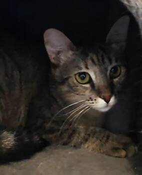 Domestic Short Hair and Torbie Cats Available for Adoption in Chandler, Arizona - Briar Willow | PetCurious