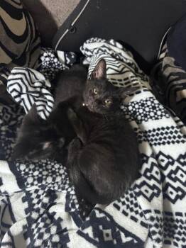 Gobta -  Domestic Short Hair Cat Available for Adoption in Johnson City, Tennessee - Gobta | PetCurious