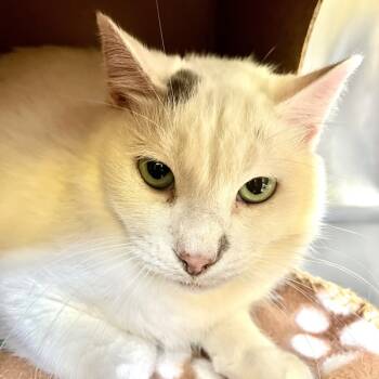 Rescue Domestic Short Hair Cats for Adoption in Sioux City, Iowa - Mater | PetCurious