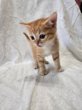 Rescue Tabby Cats for Adoption in Calimesa, California - Brie | PetCurious