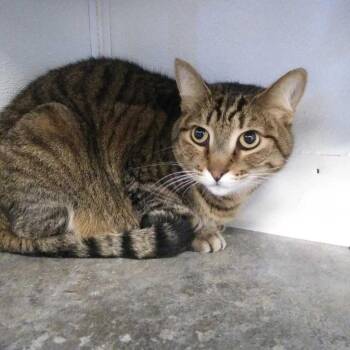 Severus -  Domestic Short Hair Cat Available for Adoption in Hot Springs, South Dakota - Severus | PetCurious