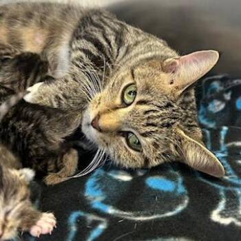 Omelette -  Domestic Short Hair Cat for Adoption in Knoxville, Tennessee - Omelette | PetCurious