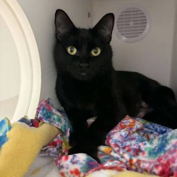 Sweetie -  American Shorthair Cat for Adoption in Bethel, Connecticut - Sweetie | PetCurious