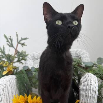 Coco Fairview 56562 -  Domestic Short Hair Cat for Adoption in Eaton Rapids, Michigan - Coco Fairview 56562 | PetCurious