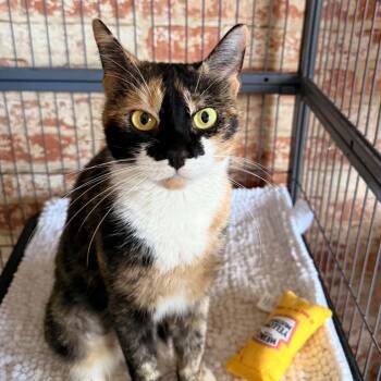Willow -  Calico Cat for Adoption in Huntington, New York - Willow | PetCurious
