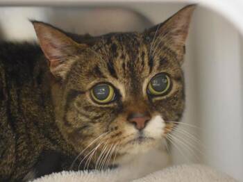 Domestic Short Hair Cats Available for Adoption - Big Eyes | PetCurious