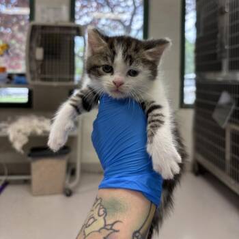 Jaleesa -  Domestic Short Hair Cat for Adoption in Indianapolis, Indiana - Jaleesa | PetCurious