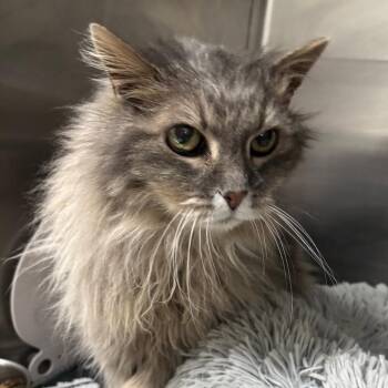 Domestic Long Hair Cats Available for Adoption - Maude | PetCurious