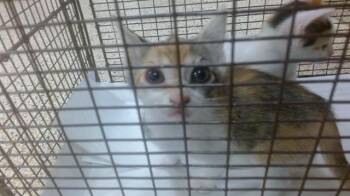 LUCY -  Domestic Short Hair Cat for Adoption in Doral, Florida - LUCY | PetCurious
